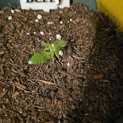 Strawberry Haze Auto growlog photo:  Sie wächst langsam aber sicher 
