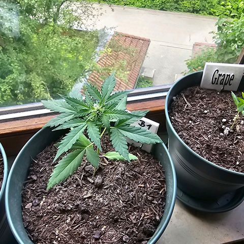 Bäumchen 1 growlog timeline photo