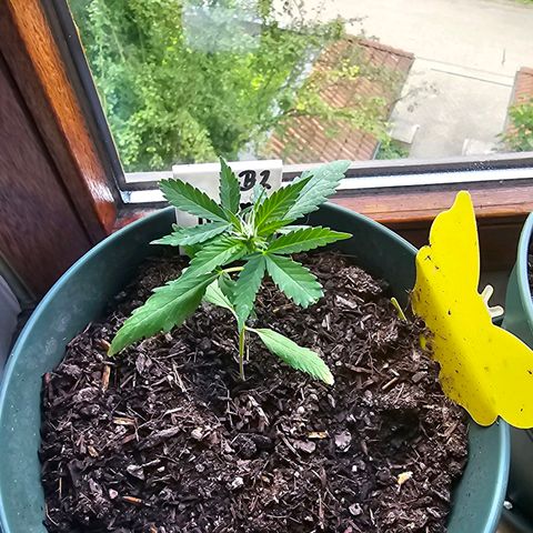 Bäumchen 2 growlog timeline photo