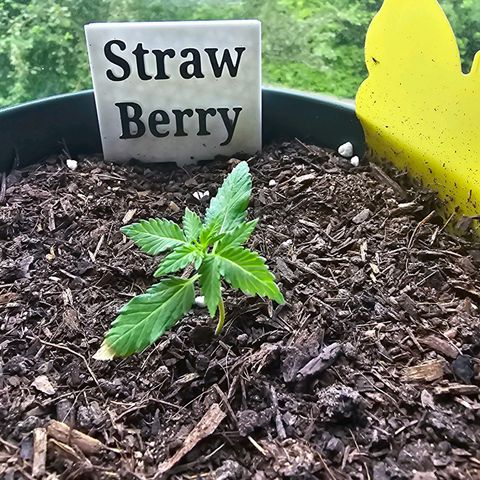 Strawberry Haze Auto growlog timeline photo