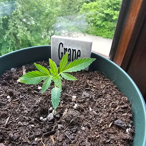 Grapefruit'matic growlog timeline photo