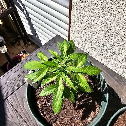 Bäumchen 1 growlog photo: Jetzt stehen sie draussen und pushen sich von Tag zu Tag