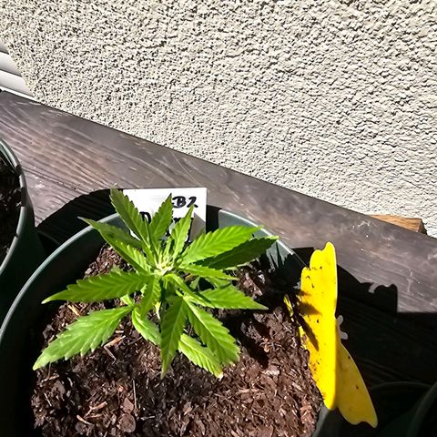 Bäumchen 2 growlog timeline photo