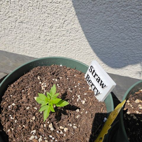 Strawberry Haze Auto growlog timeline photo