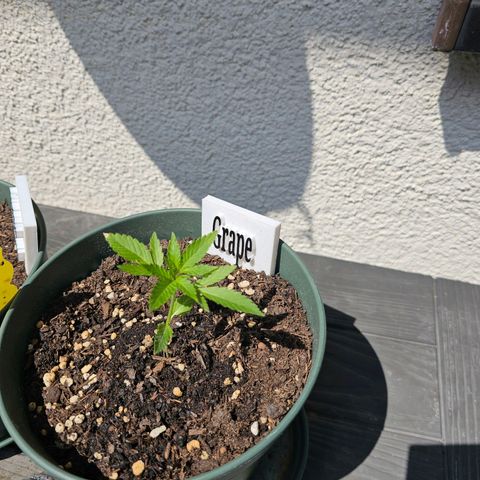Grapefruit'matic growlog timeline photo