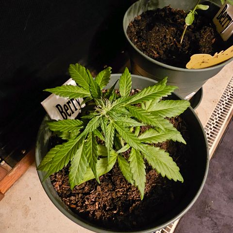 Bäumchen 1 growlog timeline photo