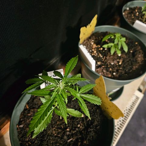 Bäumchen 2 growlog timeline photo