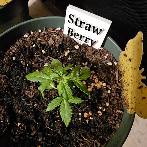 Strawberry Haze Auto growlog timeline photo