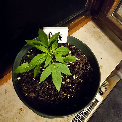 Grapefruit'matic growlog timeline photo