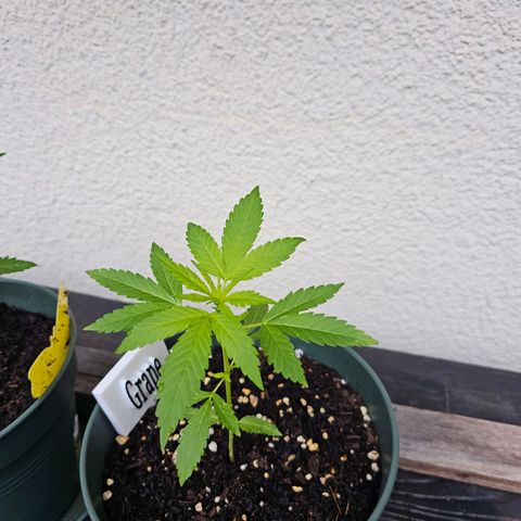 Grapefruit'matic growlog timeline photo