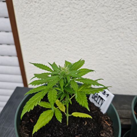Bäumchen 1 growlog timeline photo
