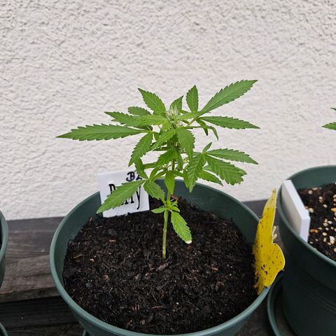 Bäumchen 2 growlog timeline photo