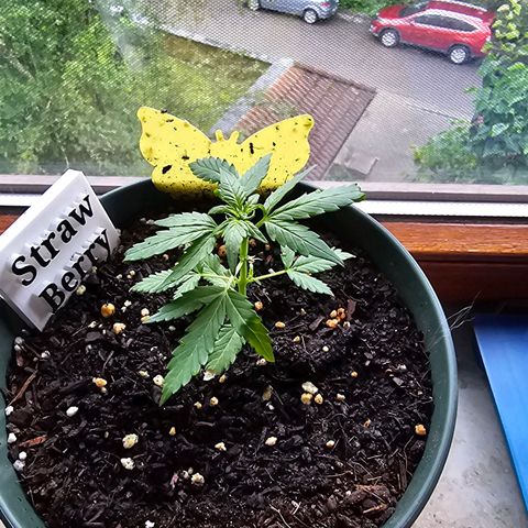 Strawberry Haze Auto growlog timeline photo