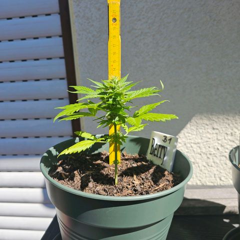 Bäumchen 1 growlog timeline photo