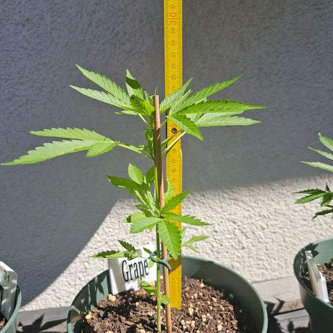 Grapefruit'matic growlog timeline photo