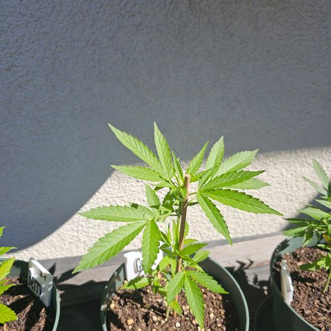 Grapefruit'matic growlog timeline photo