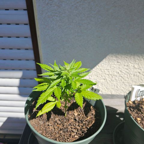 Bäumchen 1 growlog timeline photo