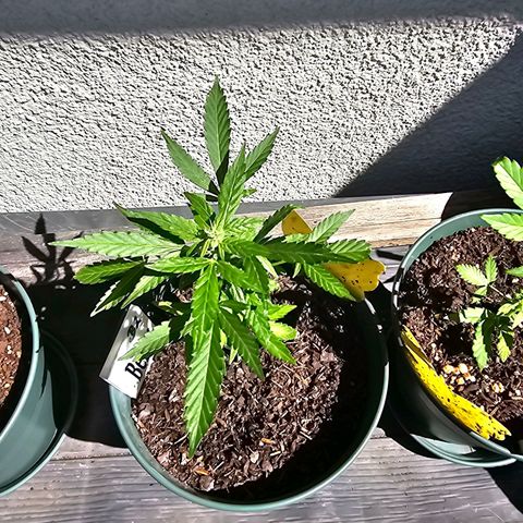 Bäumchen 2 growlog timeline photo