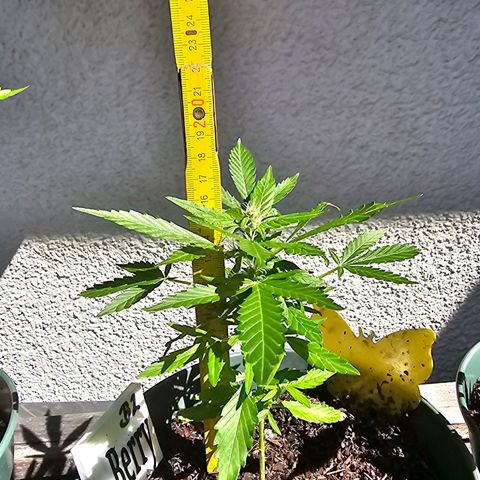 Bäumchen 2 growlog timeline photo