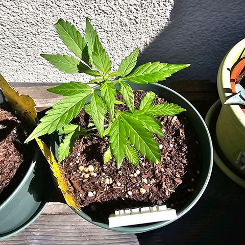 Strawberry Haze Auto growlog timeline photo