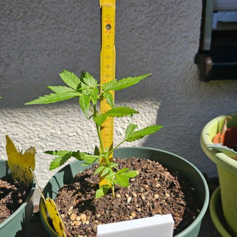 Strawberry Haze Auto growlog timeline photo