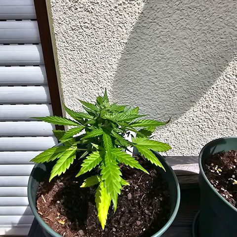 Bäumchen 1 growlog timeline photo