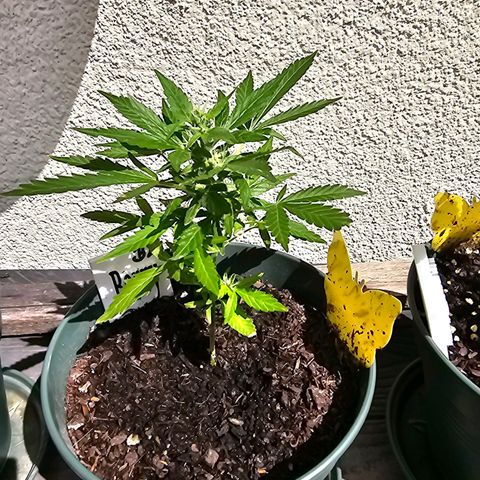 Bäumchen 2 growlog timeline photo
