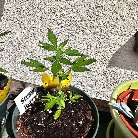 Strawberry Haze Auto growlog timeline photo
