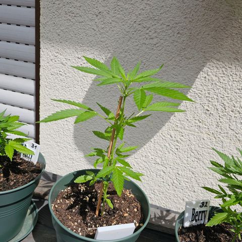 Grapefruit'matic growlog timeline photo
