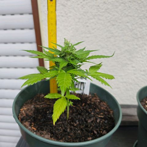 Bäumchen 1 growlog timeline photo