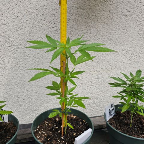 Grapefruit'matic growlog timeline photo