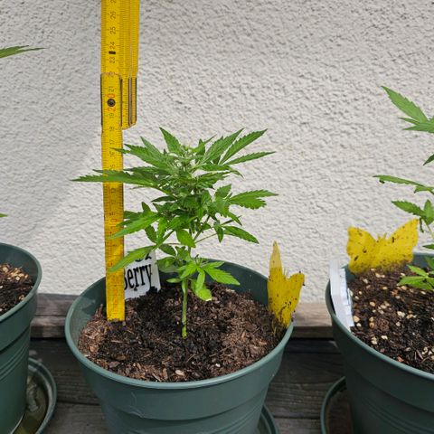 Bäumchen 2 growlog timeline photo