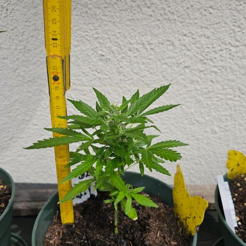 Bäumchen 2 growlog timeline photo