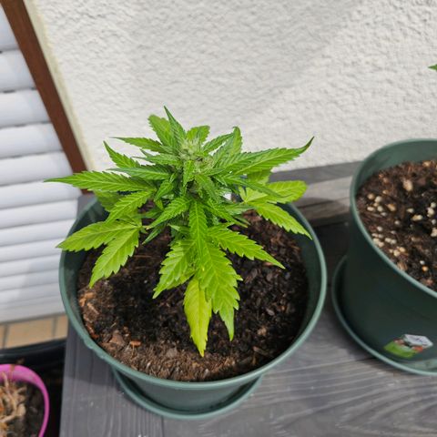Bäumchen 1 growlog timeline photo