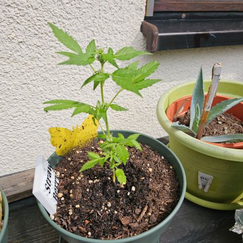 Strawberry Haze Auto growlog timeline photo