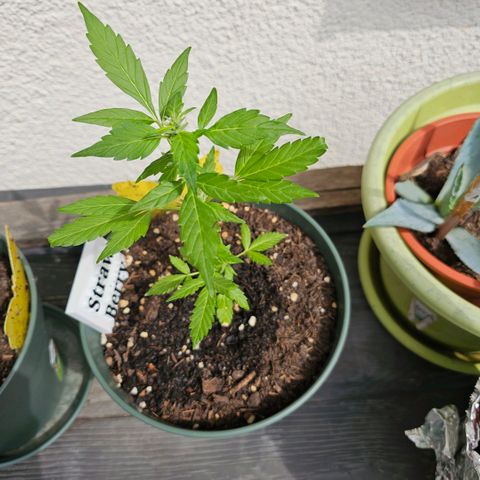 Strawberry Haze Auto growlog timeline photo