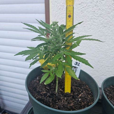 Bäumchen 2 growlog timeline photo