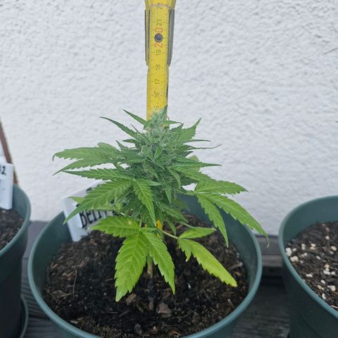 Bäumchen 1 growlog timeline photo