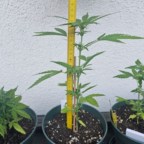 Grapefruit'matic growlog timeline photo