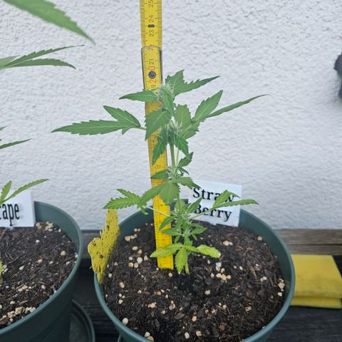 Strawberry Haze Auto growlog timeline photo