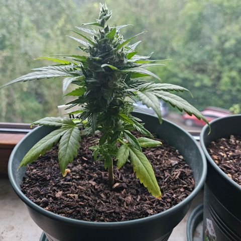 Bäumchen 1 growlog timeline photo