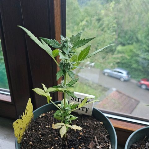 Strawberry Haze Auto growlog timeline photo