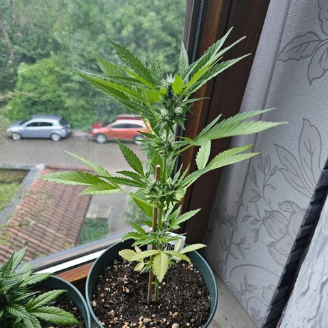 Grapefruit'matic growlog timeline photo