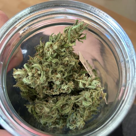 White Widow XXL #1 growlog timeline photo