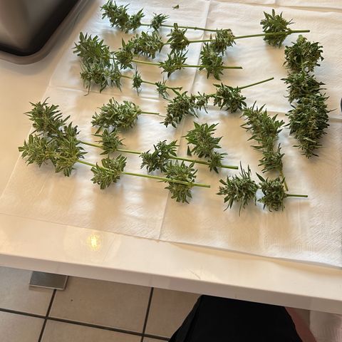 White Widow XXL #1 growlog photo