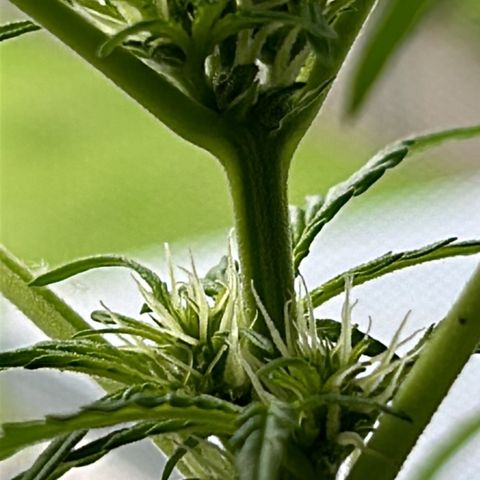 White Widow XXL #1 growlog photo