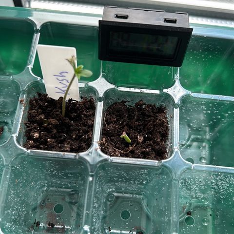 White Widow XXL #1 growlog photo