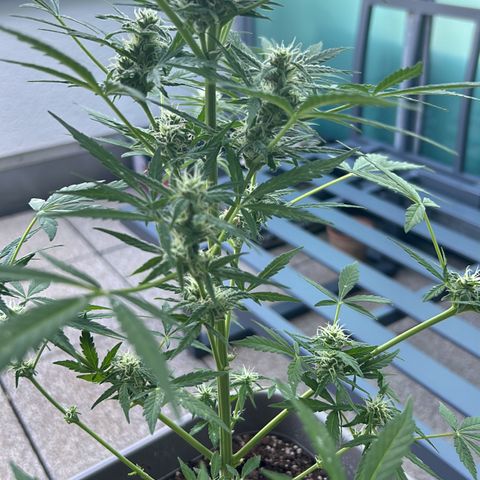 White Widow XXL #1 growlog photo