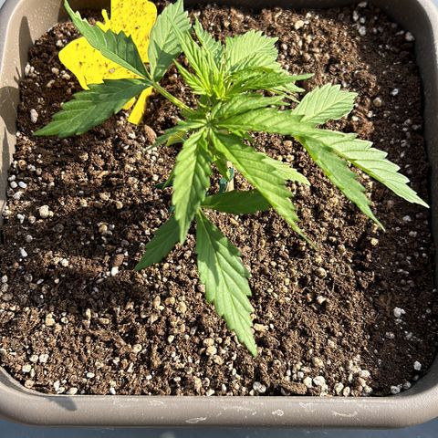 White Widow XXL #1 growlog photo