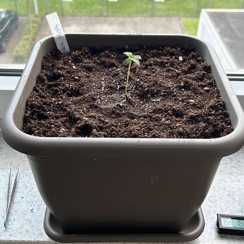 White Widow XXL #1 growlog timeline photo